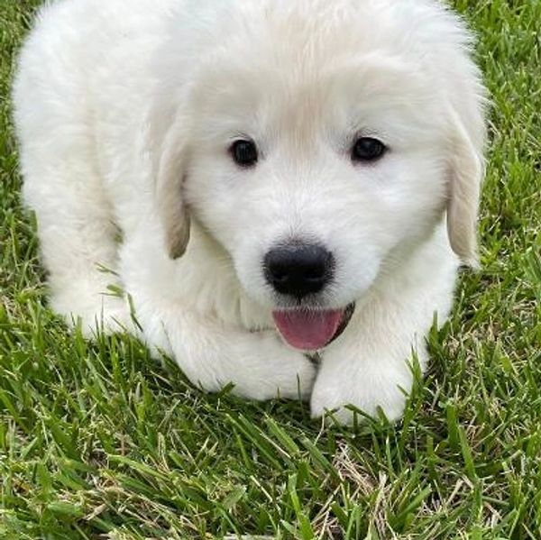 Fluffy white puppy lying on green grass with tongue out.
