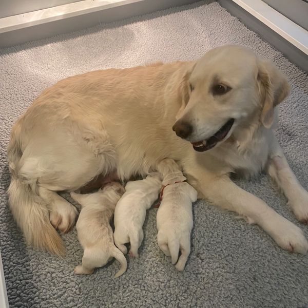 Golden retriever mother nursing her newborn puppies on a soft gray mat.