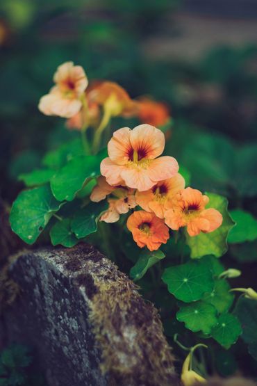 Orange nasturtium flowers blooming beside a mossy stone.