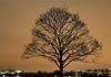 Tree of Life  - Washington, DC