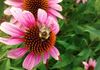 Save The Bees! - Washington, DC