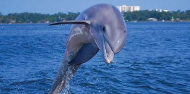 Dolphin cruises. cold mil dolphin cruises. sail with back bay sailing to see dolphin in orange Beach
