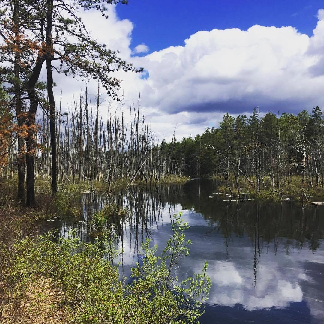 a cedar creek lined with ghost cedars and pine trees under a blue sky with puffy white clouds