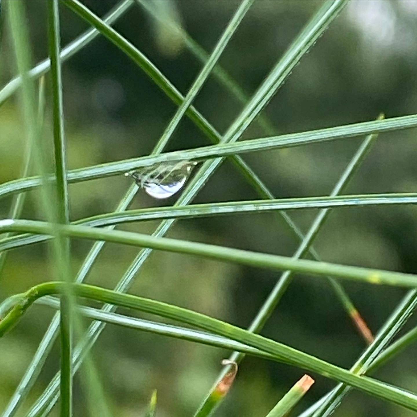 a drop of water suspended between two pine needs