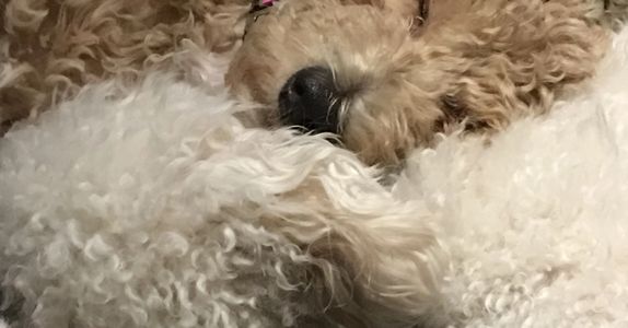 cuddling dogs sleeping