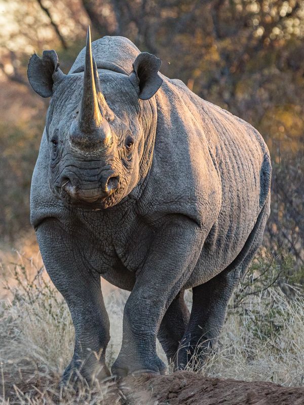 Rhino conservation
