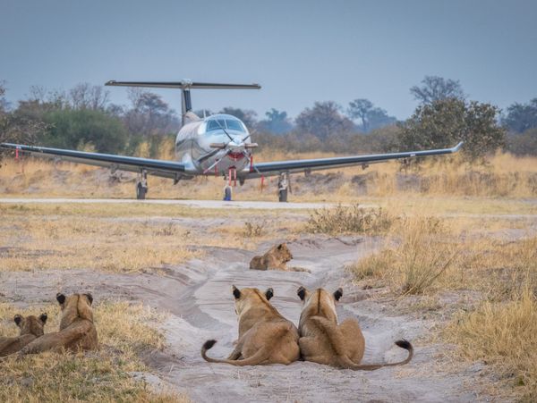 Discover tailor-made private flying safaris across Botswana, Zambia & Zimbabwe.