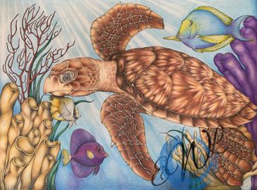 Hawksbill Sea Turtle