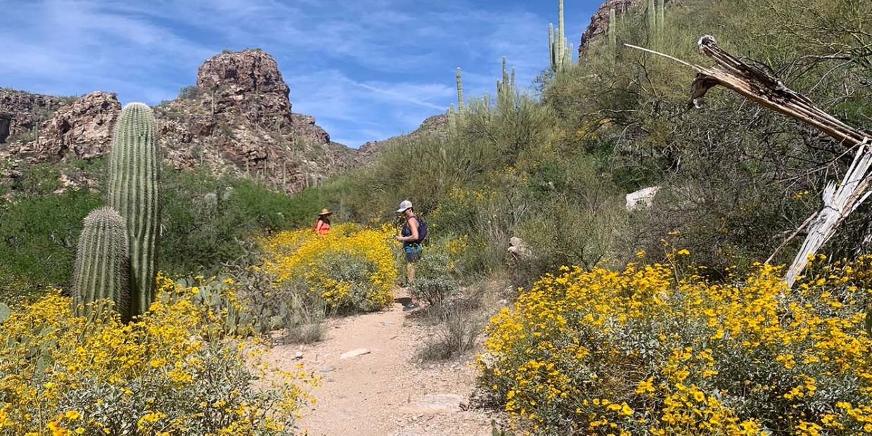 Two hikers in a desert with yellow flowers and cacti.