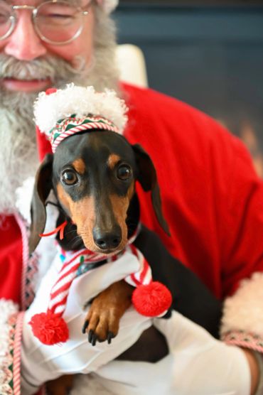 Gunther the Elf dog with his Santa hat on.
