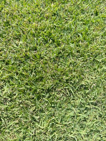 Close-up of fresh green grass under sunlight.