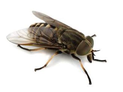 Horse Flies