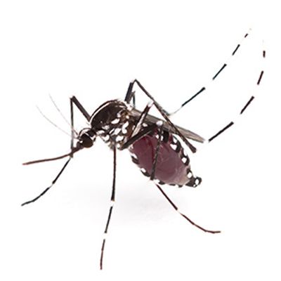 Asian Tiger Mosquitoes