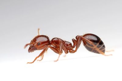 Red Imported Fire Ants