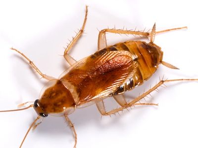 Brownbanded Cockroaches