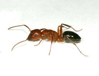 Carpenter ants