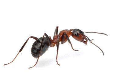 Odorous House Ants