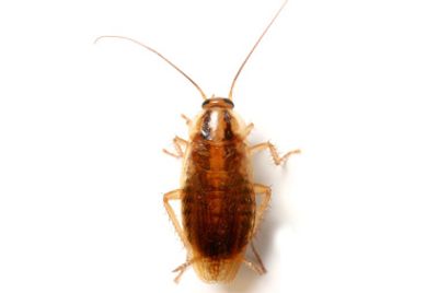 German Cockroaches