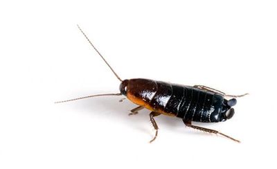 Oriental Cockroaches