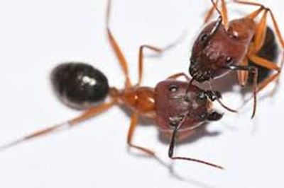 Pyramid Ants