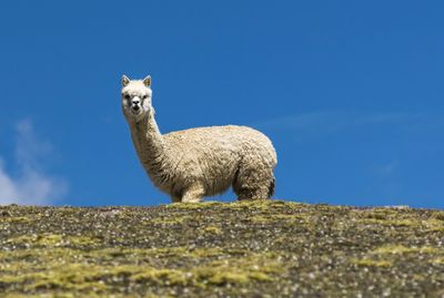 Alpaca considered one of the most beautiful animals in the Andes.