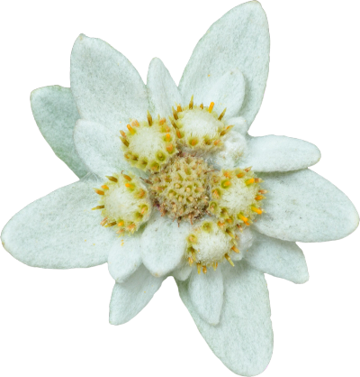 Close-up of a white Edelweiss flower.
