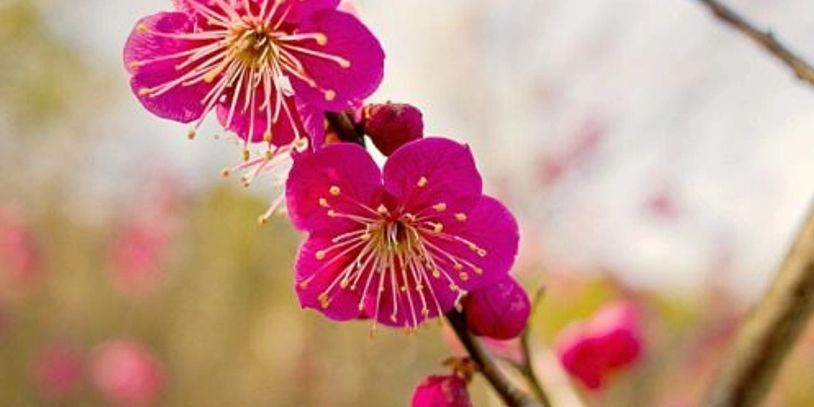 盛开的粉色梅花特写。