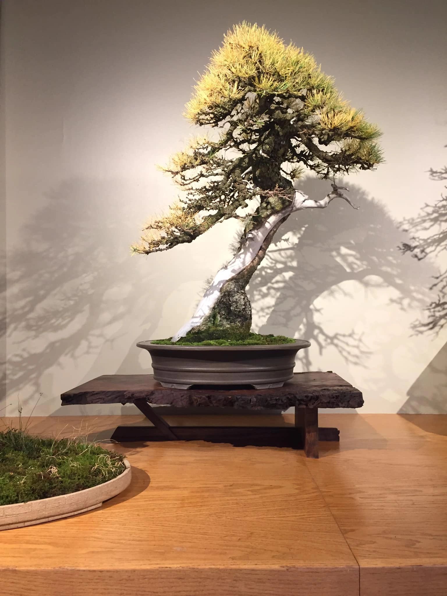 Bonsai Society of Greater Hartford