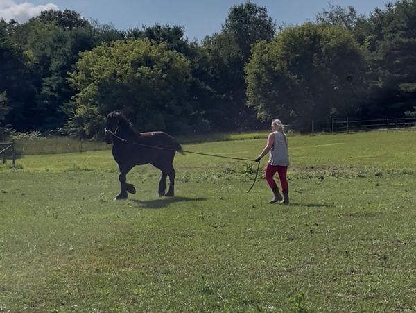 Person training a horse in a grassy field.