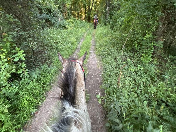 View from horseback on a forest trail.