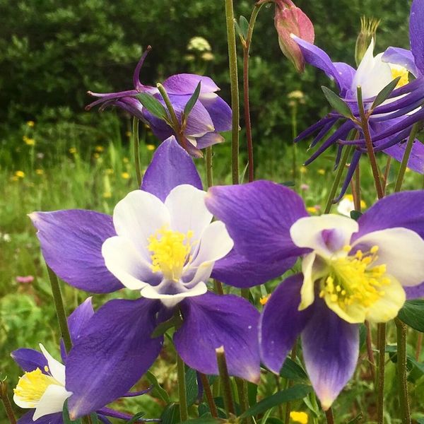 Close-up of vibrant purple and white columbine flowers in a green meadow.