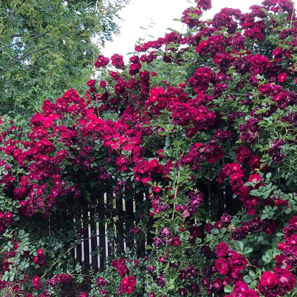 Vibrant red roses blooming densely over a garden fence.