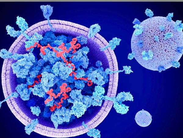 Exosomes in hazel grove