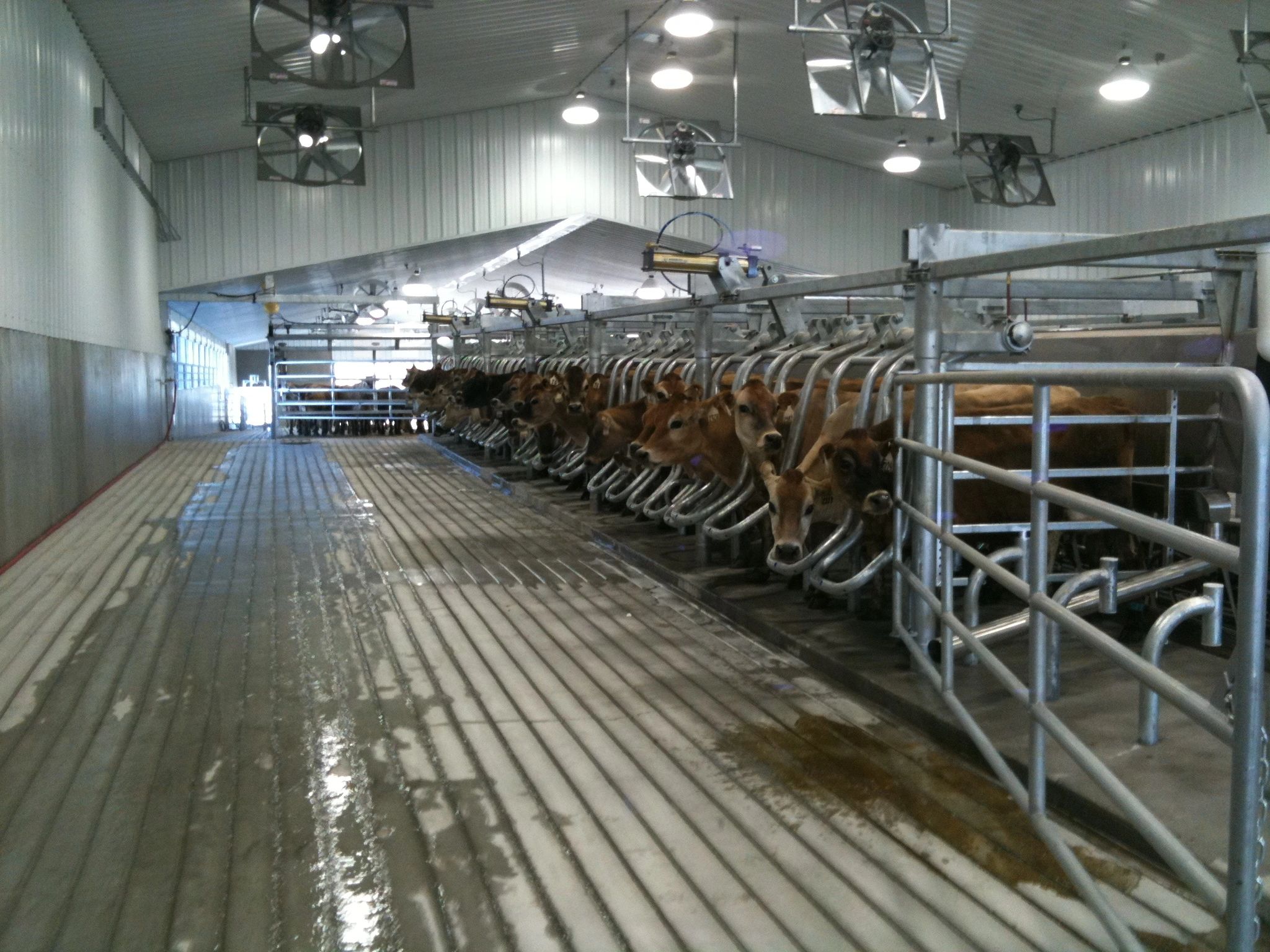 Orange Dairy Service