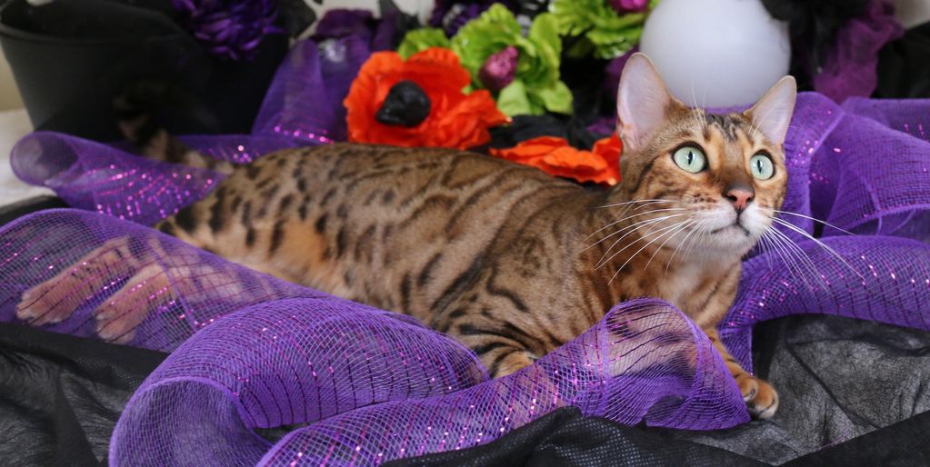 Bengal Kitten