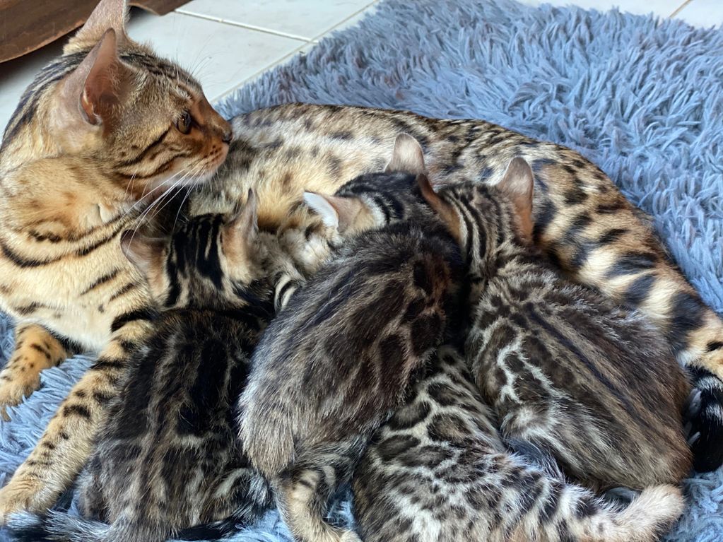 Bengal Kitten