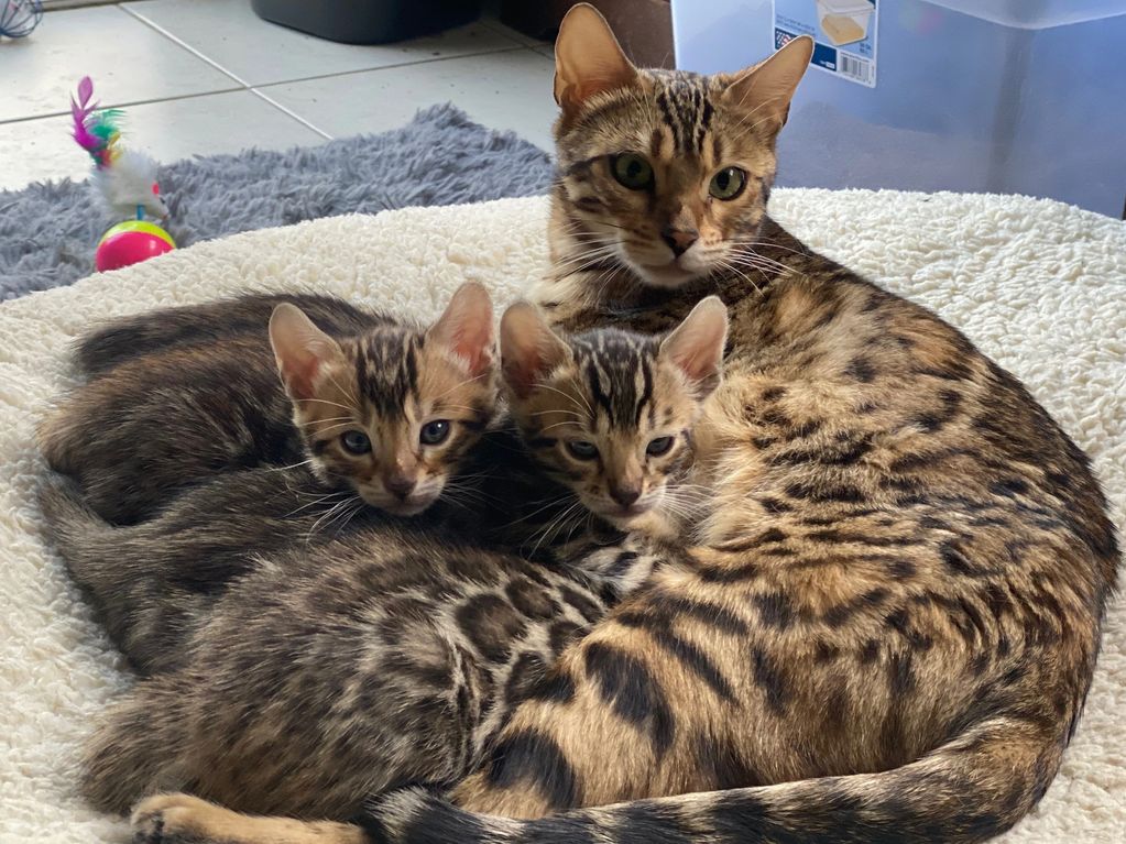 Bengal Kitten
