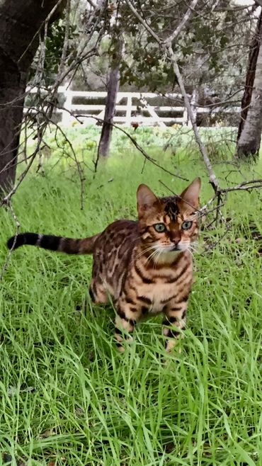 Bengal Kitten