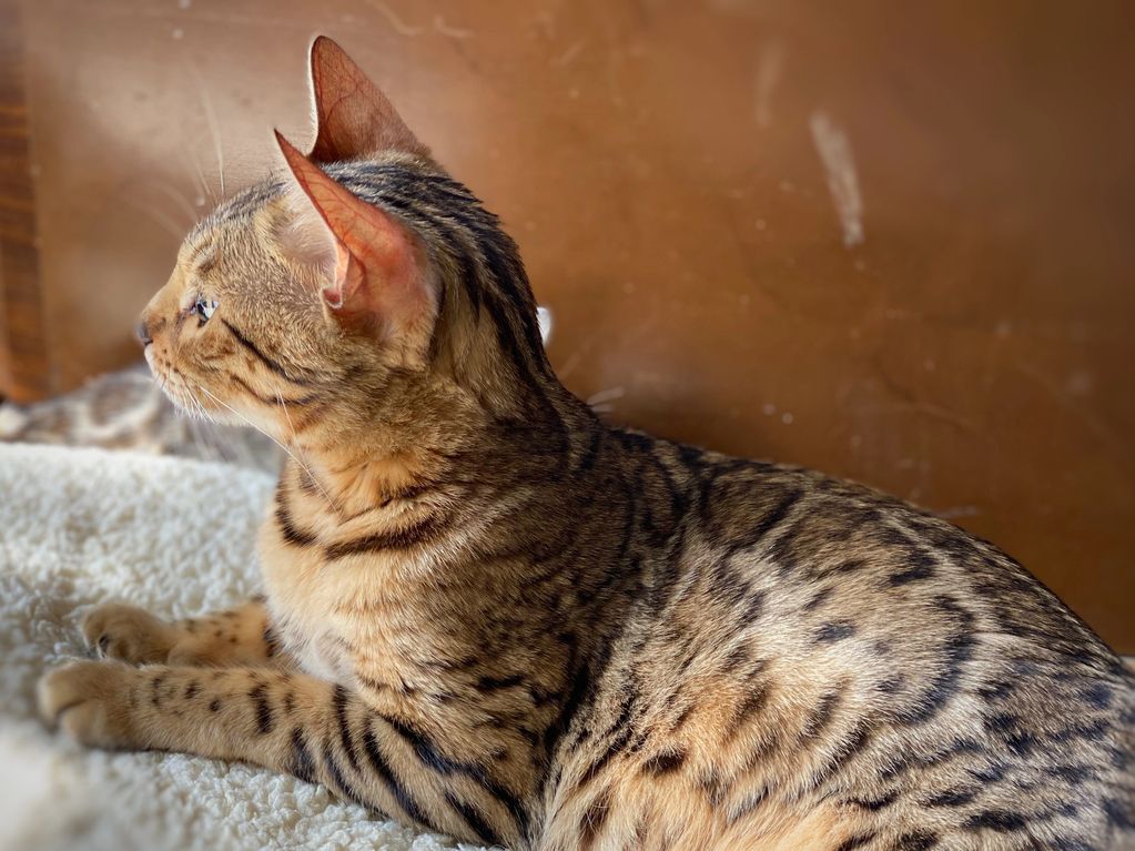 Bengal Kitten
