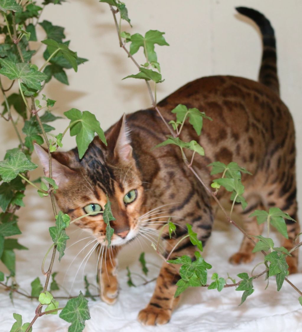 Bengal Kitten