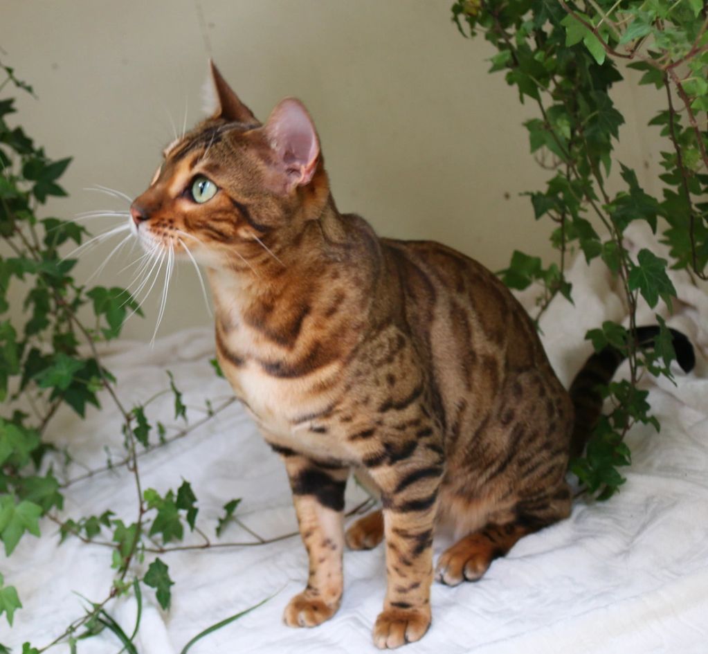 Bengal Kitten