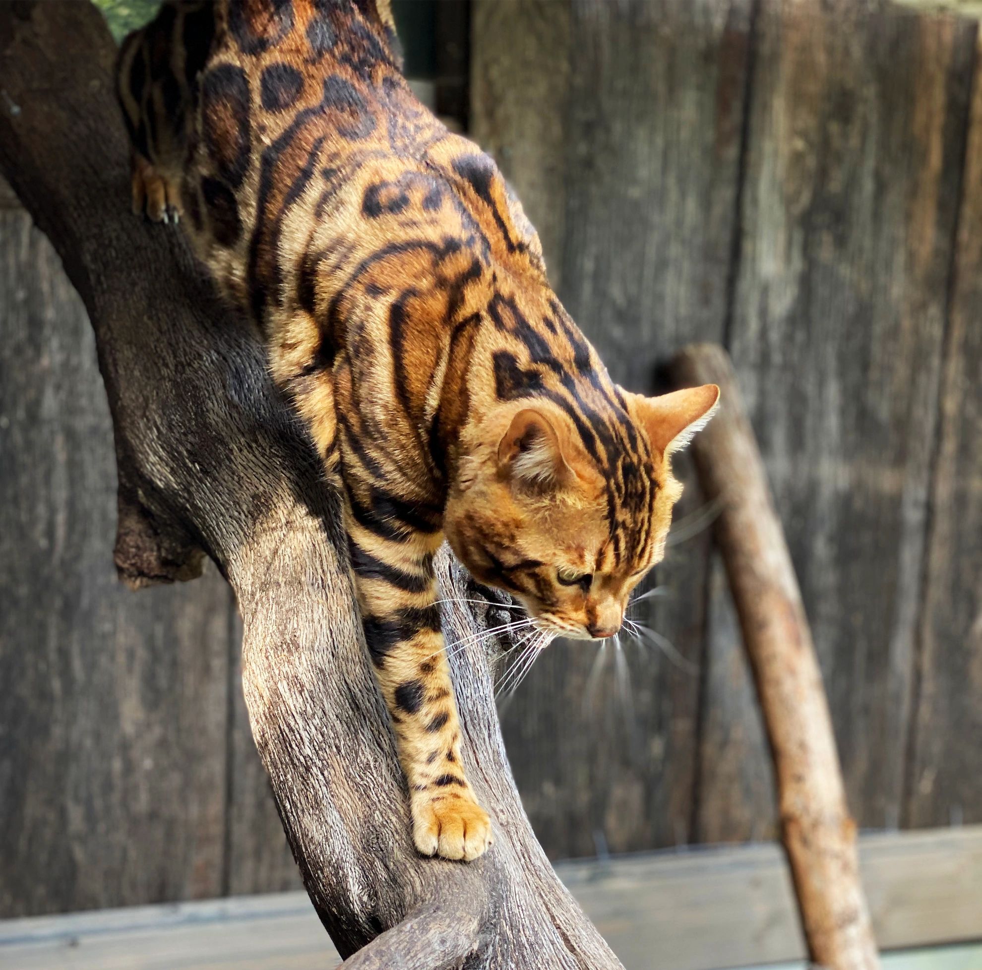 about bengal cats