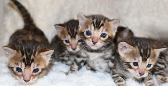 Bengal Kittens For Sale 