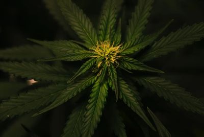 Finance Copywriter, Direct-Response Copywriter, Email Marketing Specialist, Cannabis Copywriter