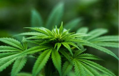 Finance Copywriter, Direct-Response Copywriter, Email Marketing Specialist, Cannabis Copywriter