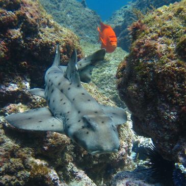 Horn sharks and Garibaldi are found here in our local waters