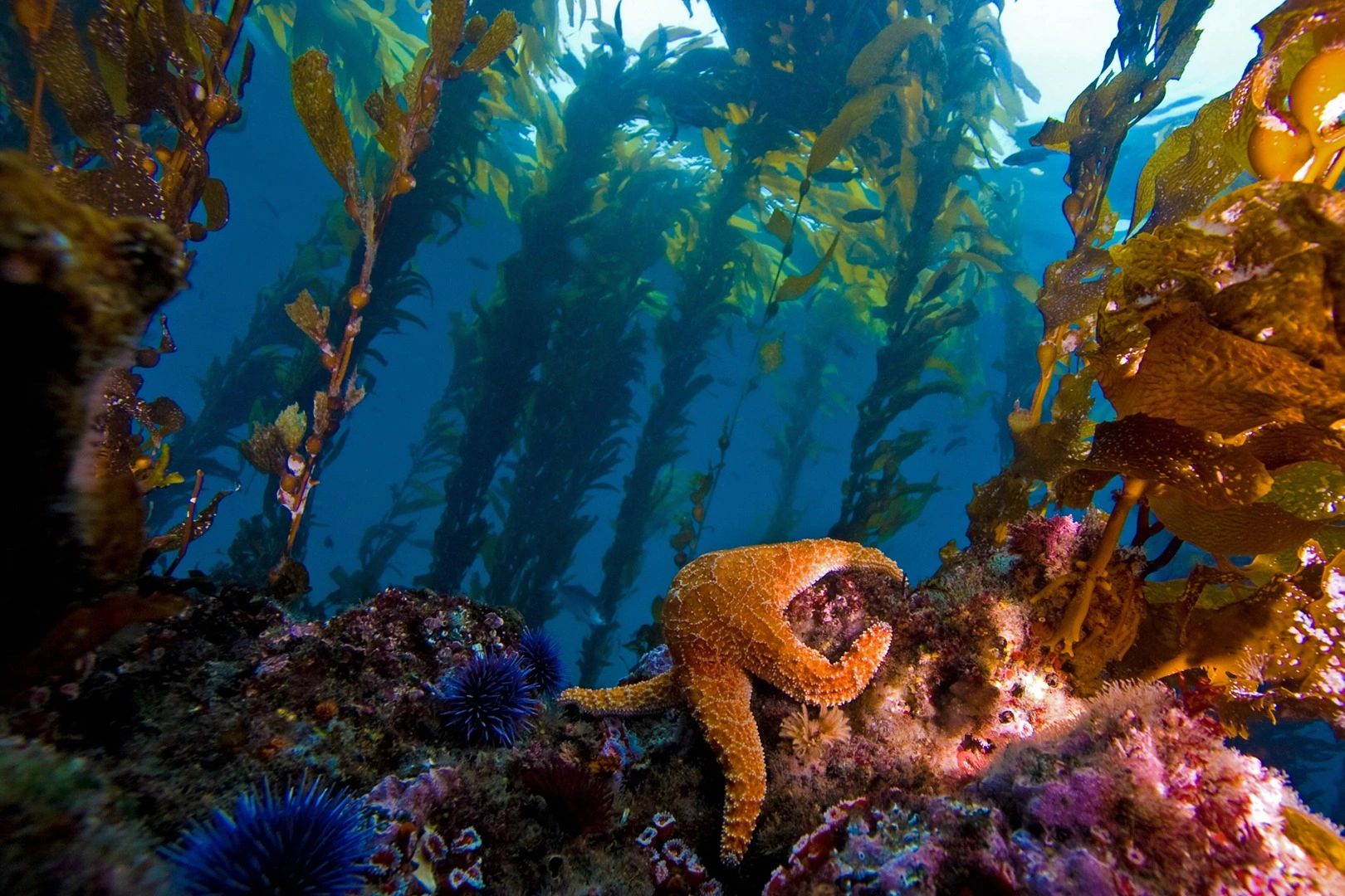 Santa Barbara Divers Scuba Diving Scuba Lessons santa-barbara-divers-scuba-diving-scuba-lessons
