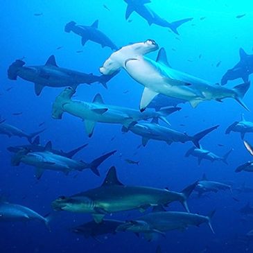 Great Hammerheads of Galapagos Islands