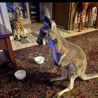 1 yr red female kangaroo. Super sweet pet. $6500