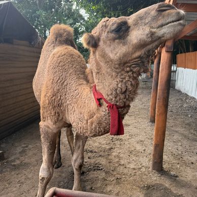 Super sweet 2 yr old intact male Dromedary Camel. He is at our Fl location we can deliver anywhere.
